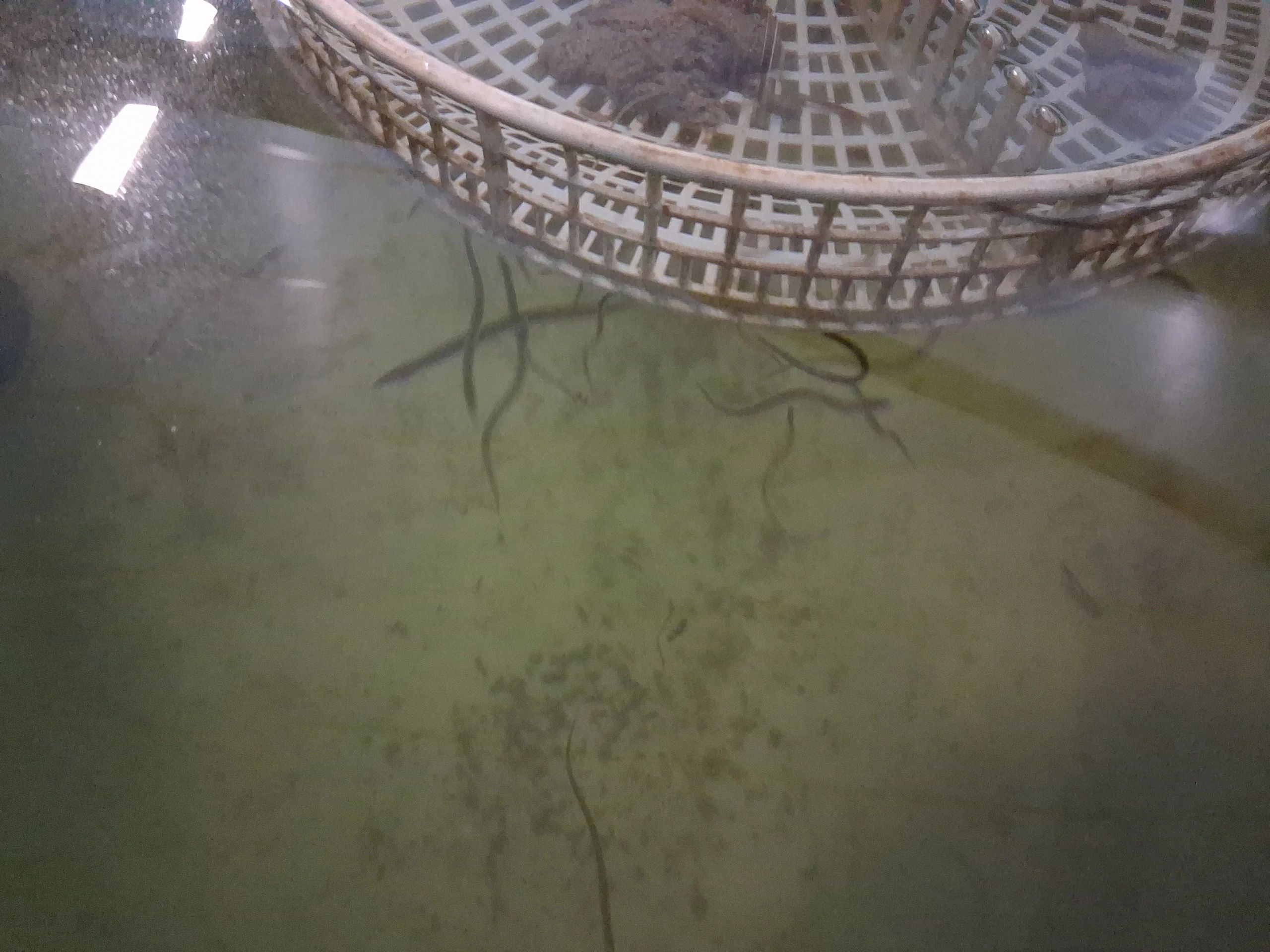 Cultivo de anguila en piscina