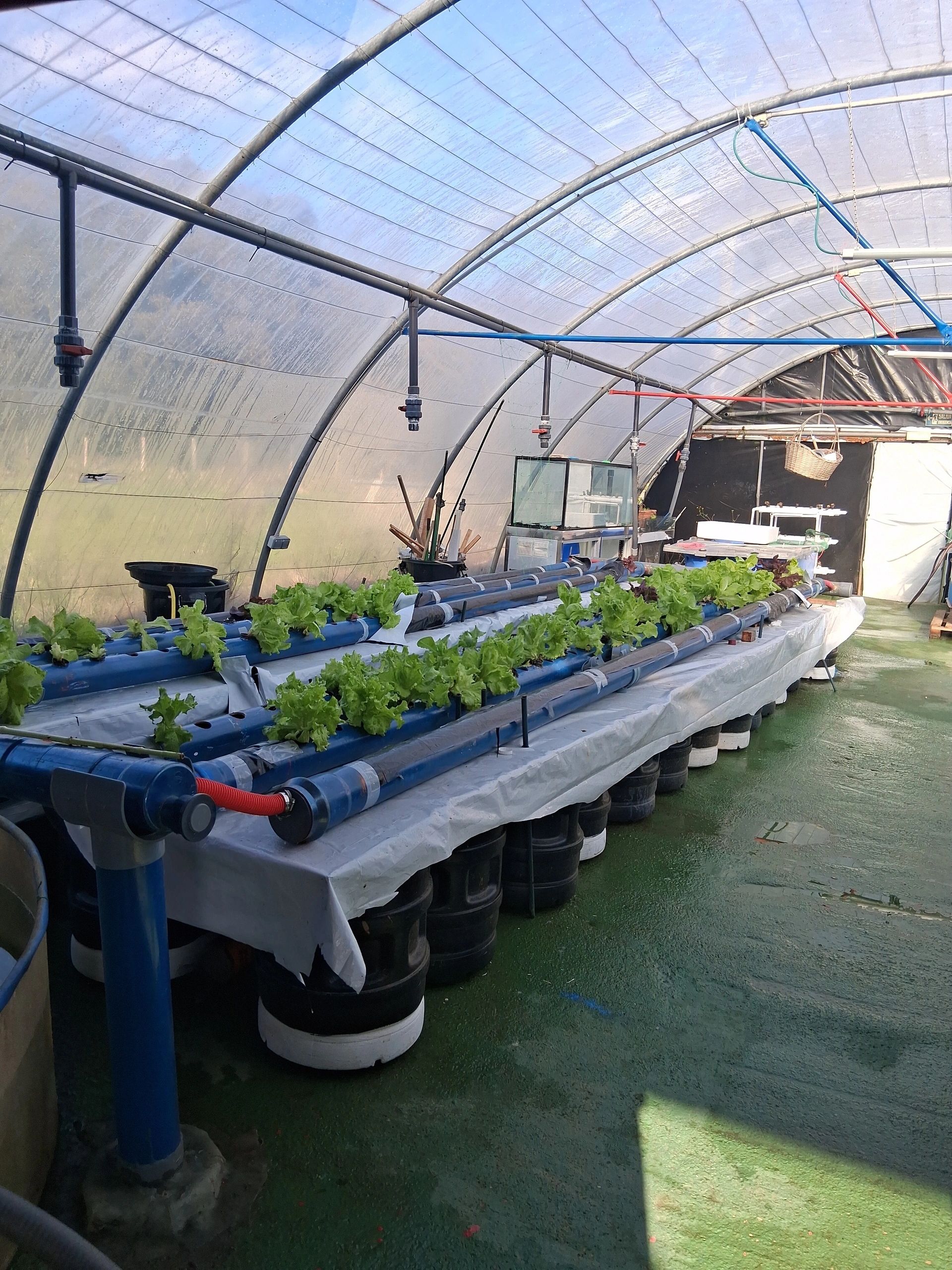 Cultivo de algas en superficie de agua