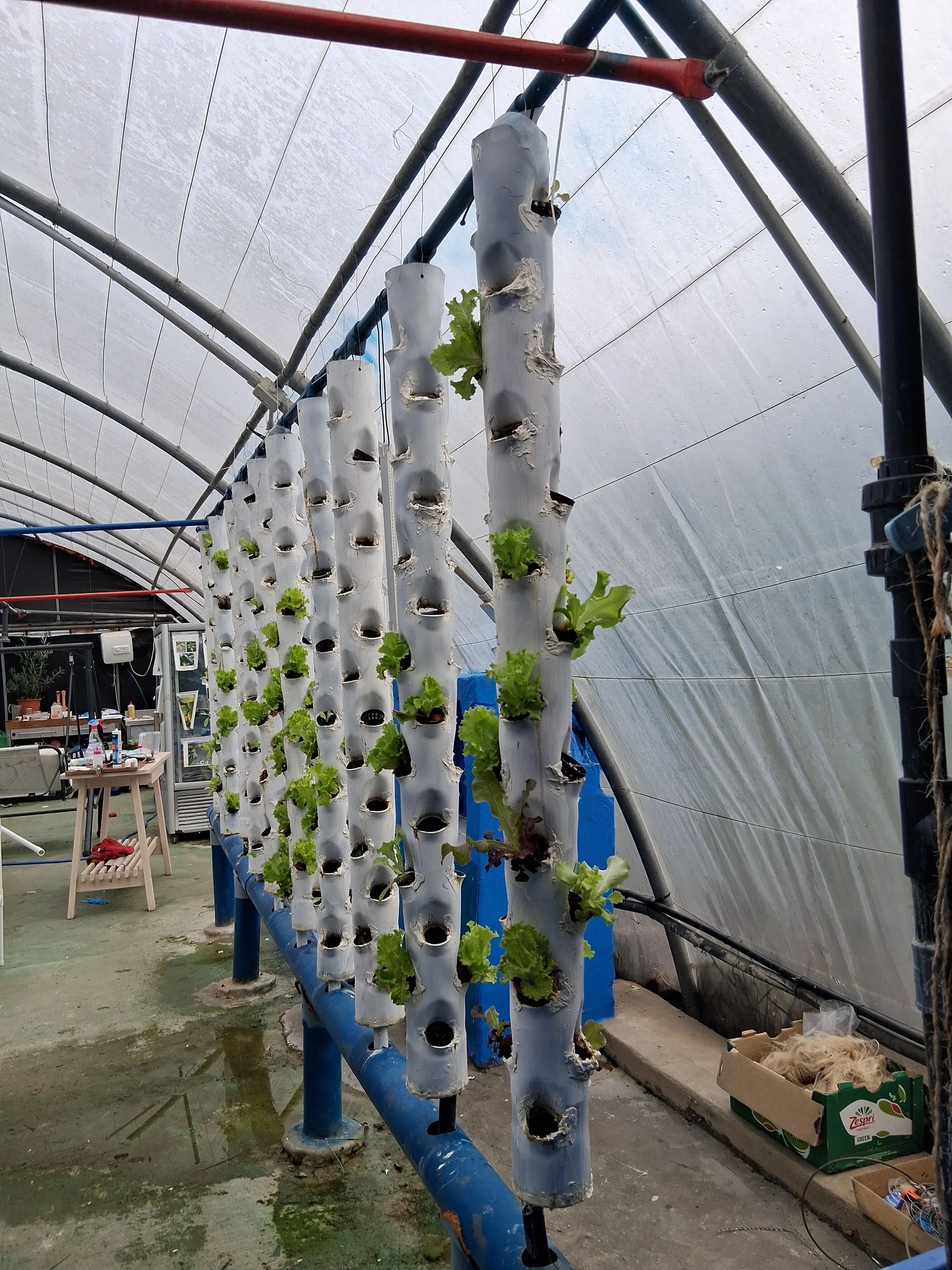 Cultivo vertical de lechugas y espinacas