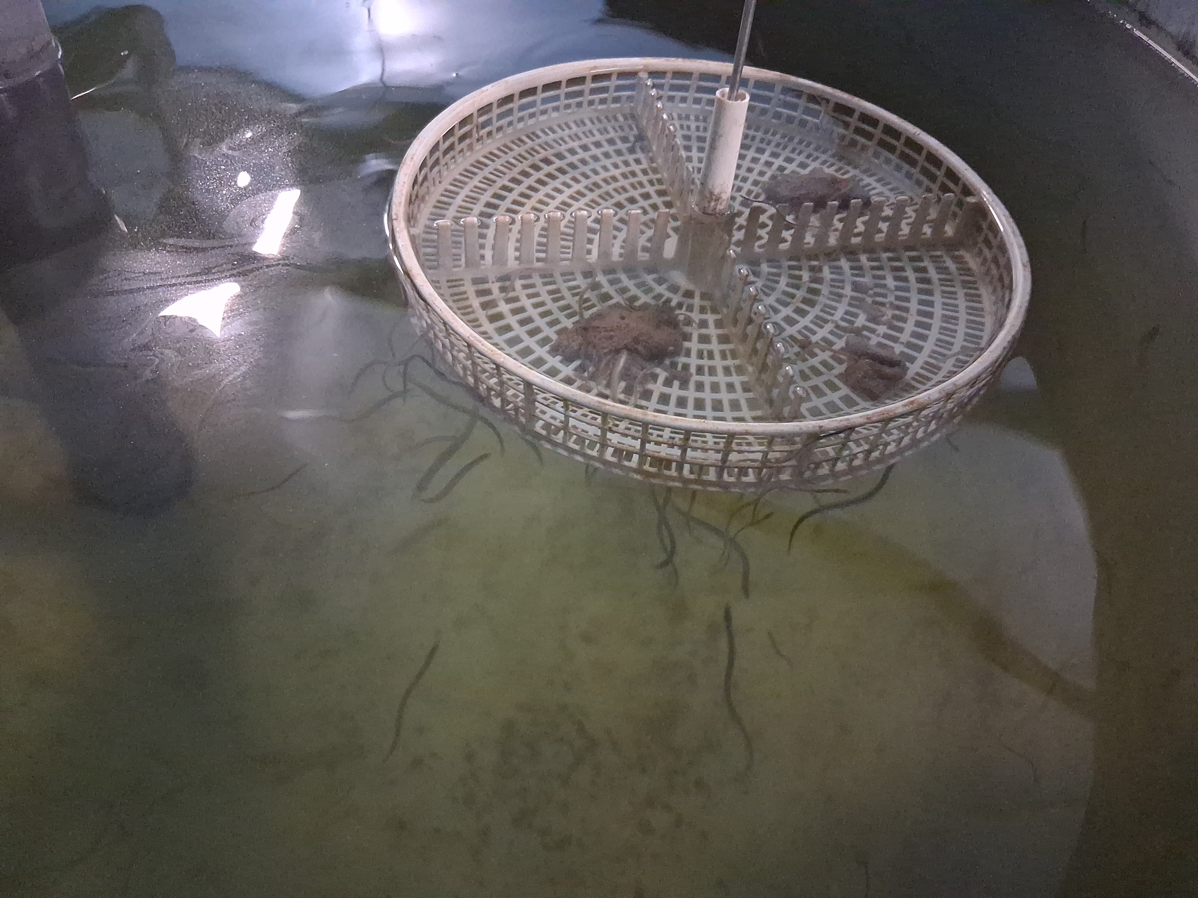 Anguilas en un tanque con cesta de manejo