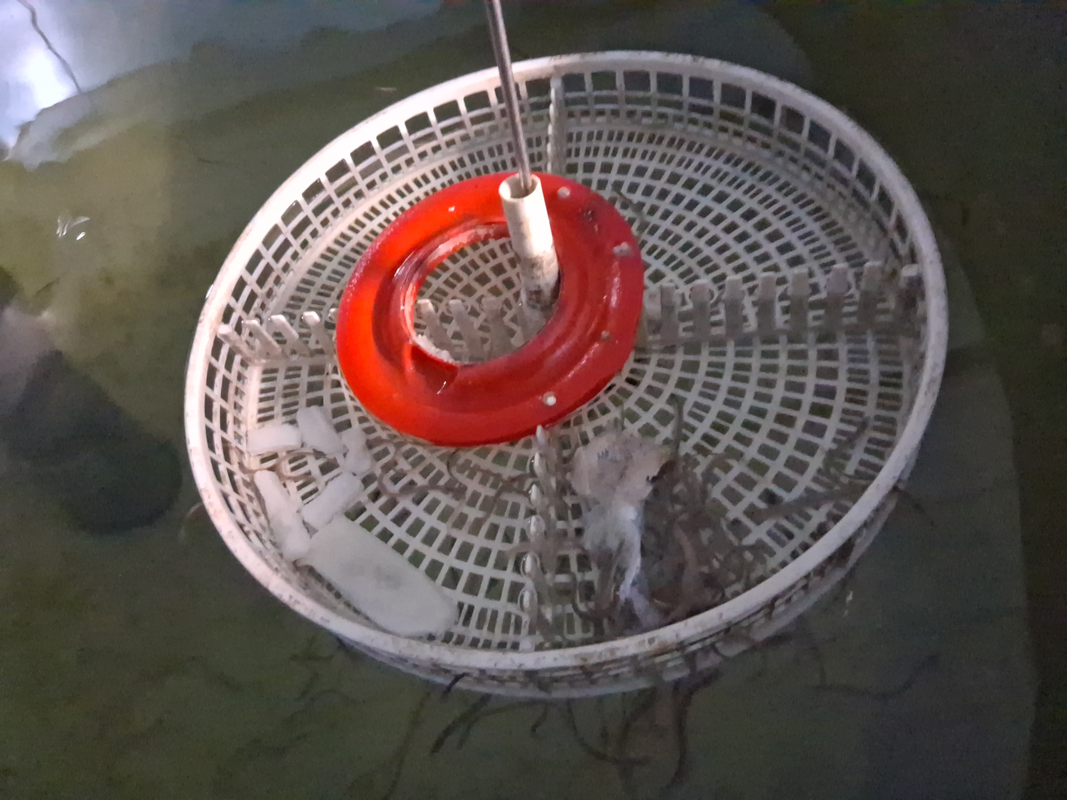 Detalle del sistema de manejo con anguilas en agua